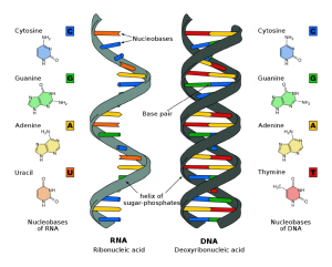 DNA, RNA and their bases